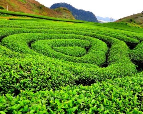 Đồi chè Tân Cương