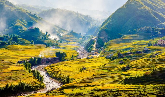 Những cây lúa của ruộng bậc thang hùng vĩ bắt đầu chín