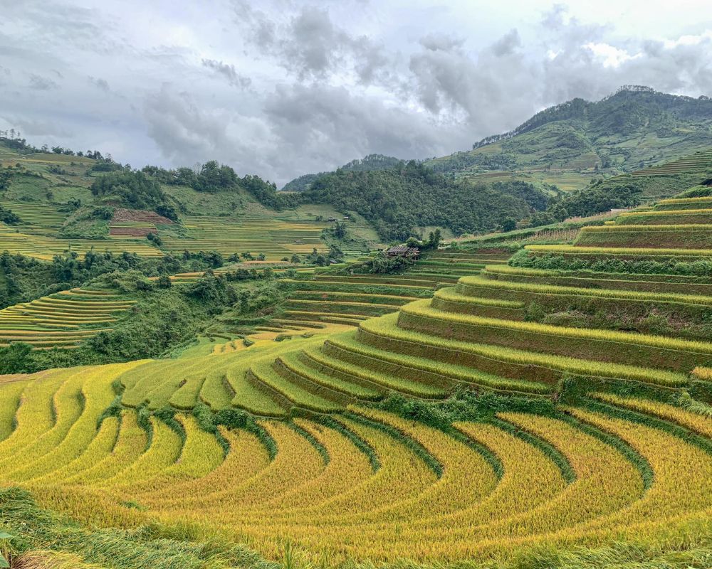 Mù Căng Chải, Yên Bái