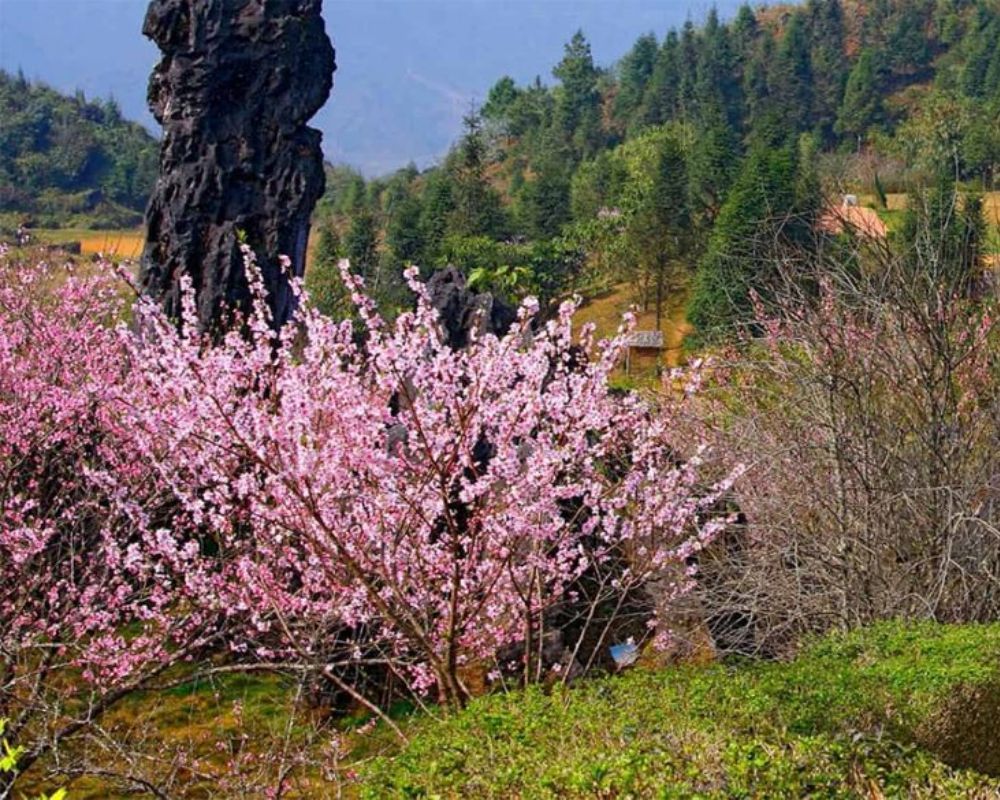 Mùa xuân ở Sapa