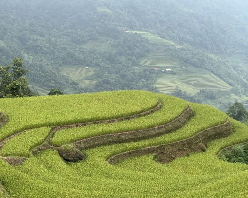 Ngắm cánh đồng ruộng bậc thang của Hà Giang