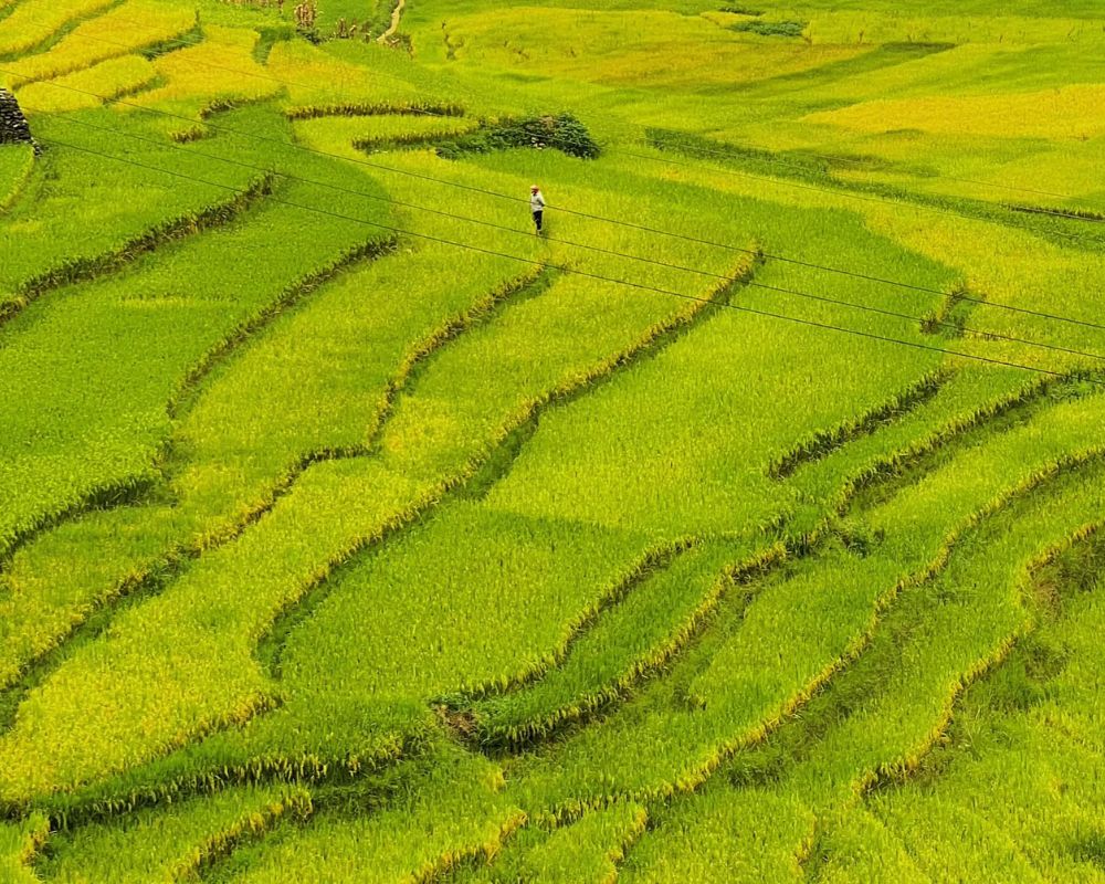 Thửu ruộng bậc thang màu vàng vào mùa thu