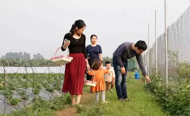 Thuê xe Limousine đi Mộc Châu hái dâu vườn Chimi farm