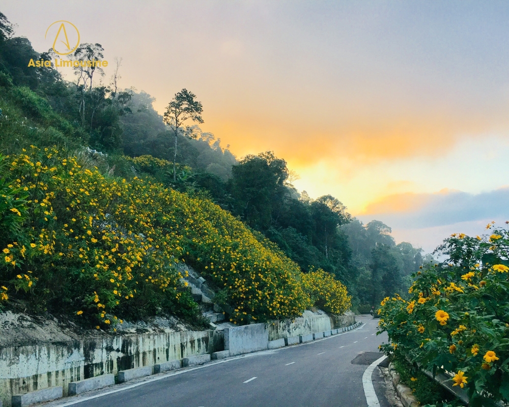 Đồi hoa dã quỳ ở Ba Vì